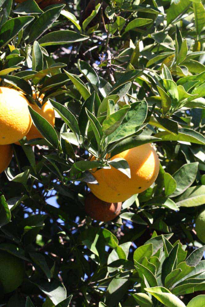              Sun leaves (Riverside, CA)       